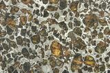 Brahin Pallasite Meteorite ( g) Slice - Belarus #269054-2